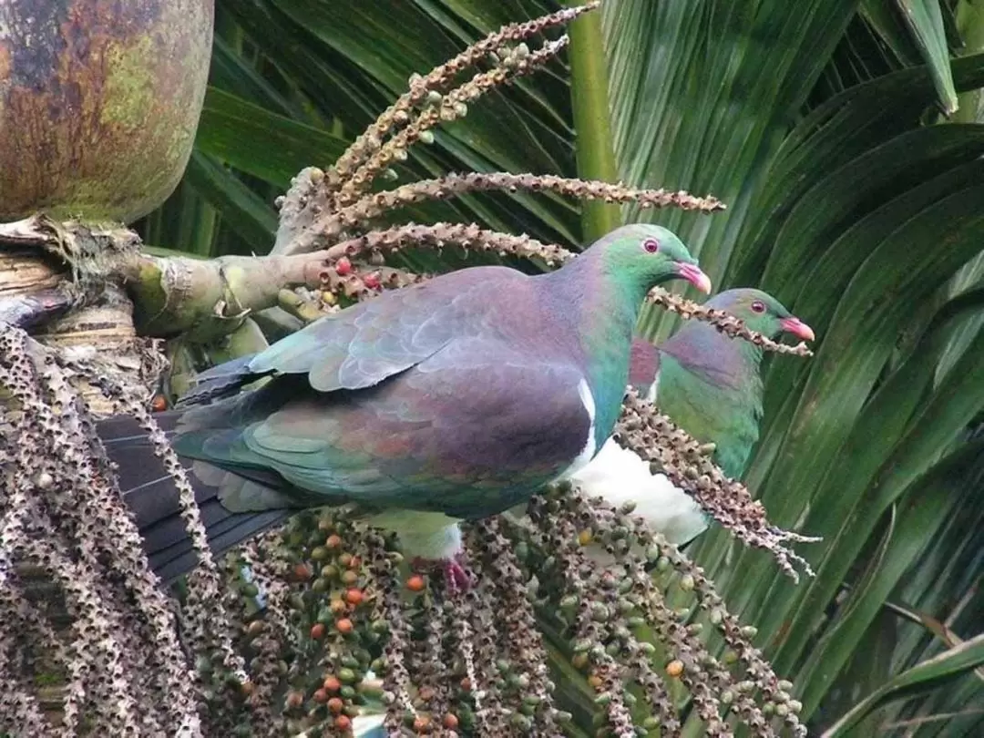 Auckland Coast and Rainforest Day Tour