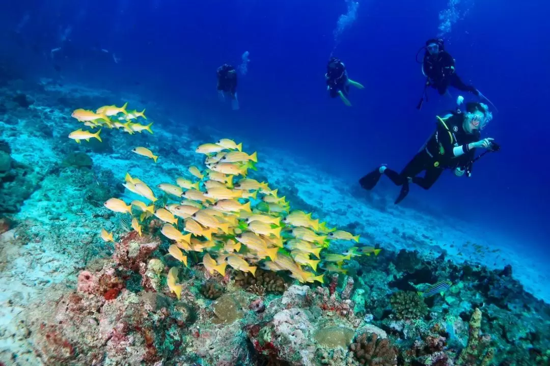 布吉島潛水一日遊（三次潛水：King Cruiser & Shark Point & Koh Dok Mai / 大船接送）