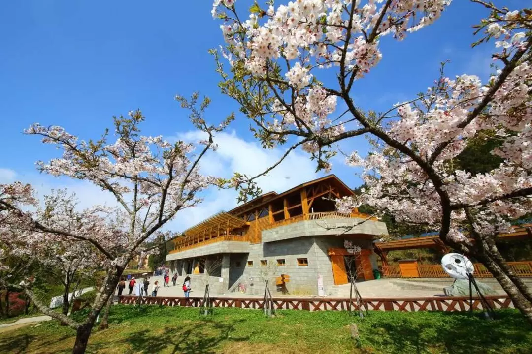 대만 아리산 공용 왕복 이동 서비스 (아리산 국립 삼림 유원지 티켓 선택 가능)