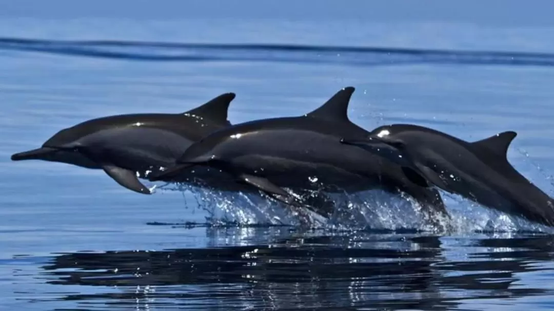 クジラ・イルカウォッチング体験（トリンコマリー）