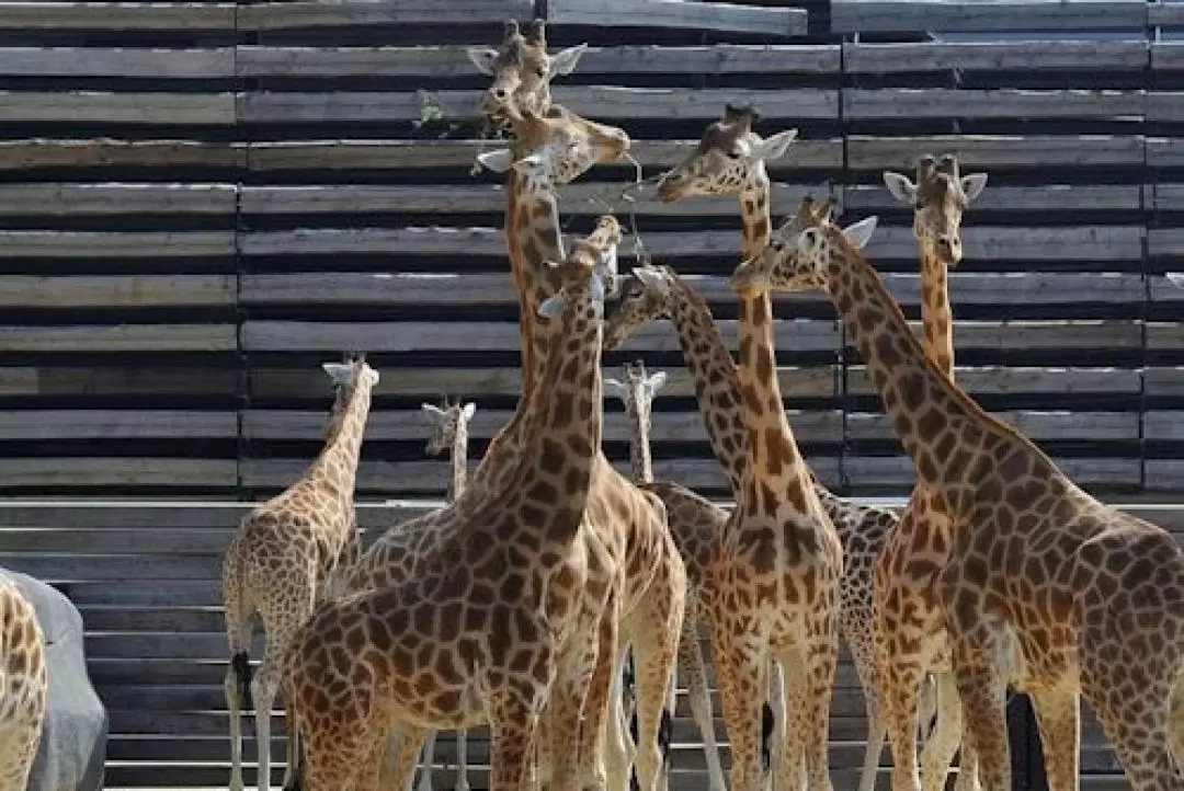 巴黎動物園門票