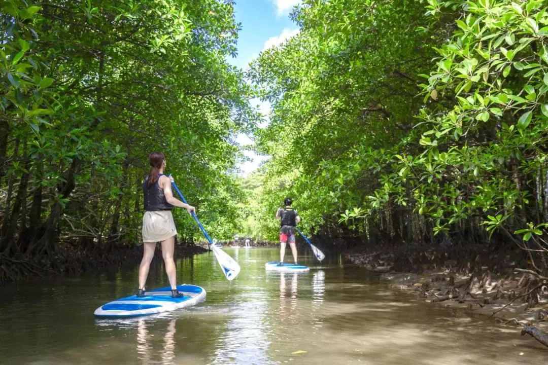 Iriomote Island Snorkeling at Coral Island＋Magrove activity