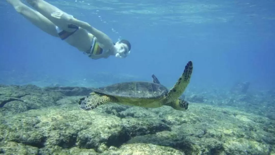 Snorkeling with Sea Turtles at Mirissa