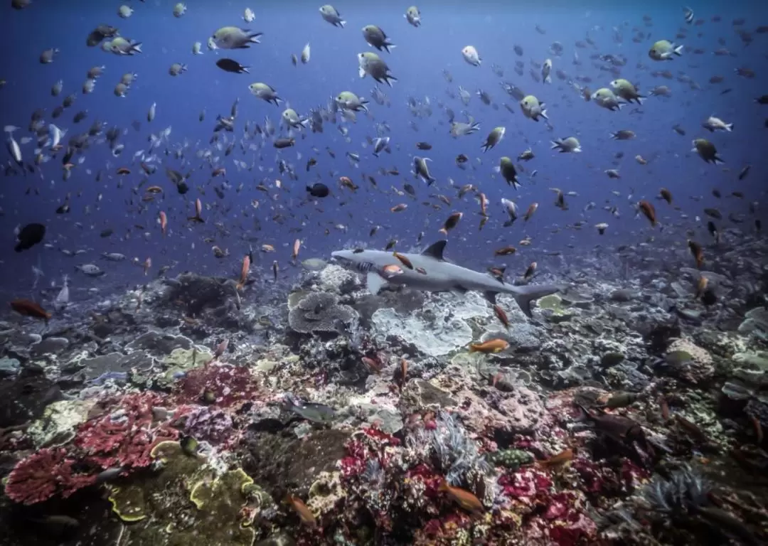 PADI Open Water Course 