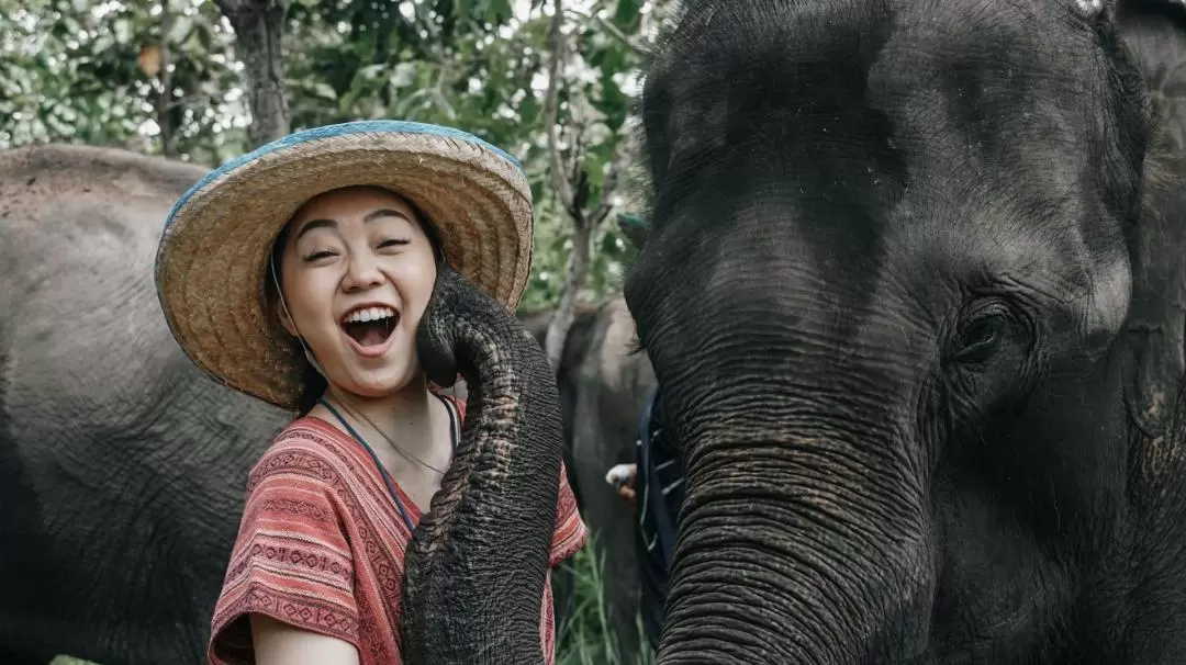 Maerim Elephant Home Chiang Mai