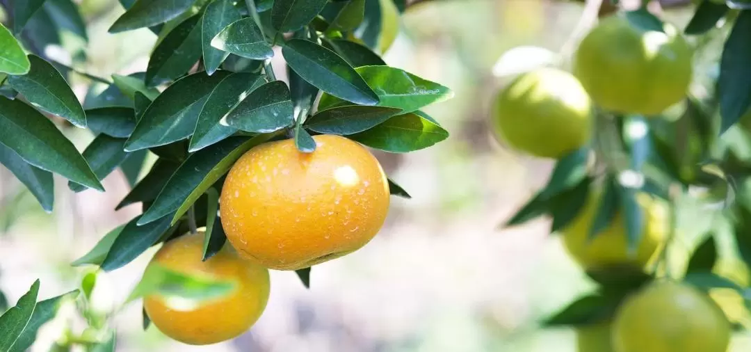 Fruit Picking Experience in Central Taiwan