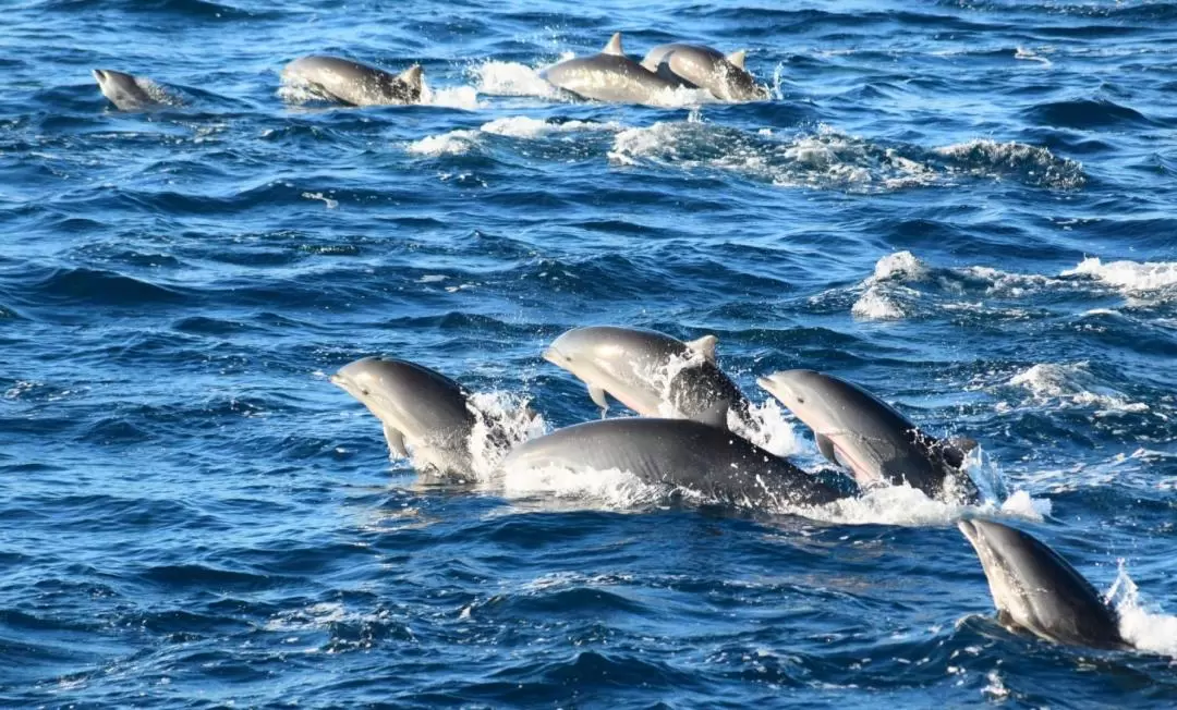 Hualien Whale-Watching Tour by Pacific Whale