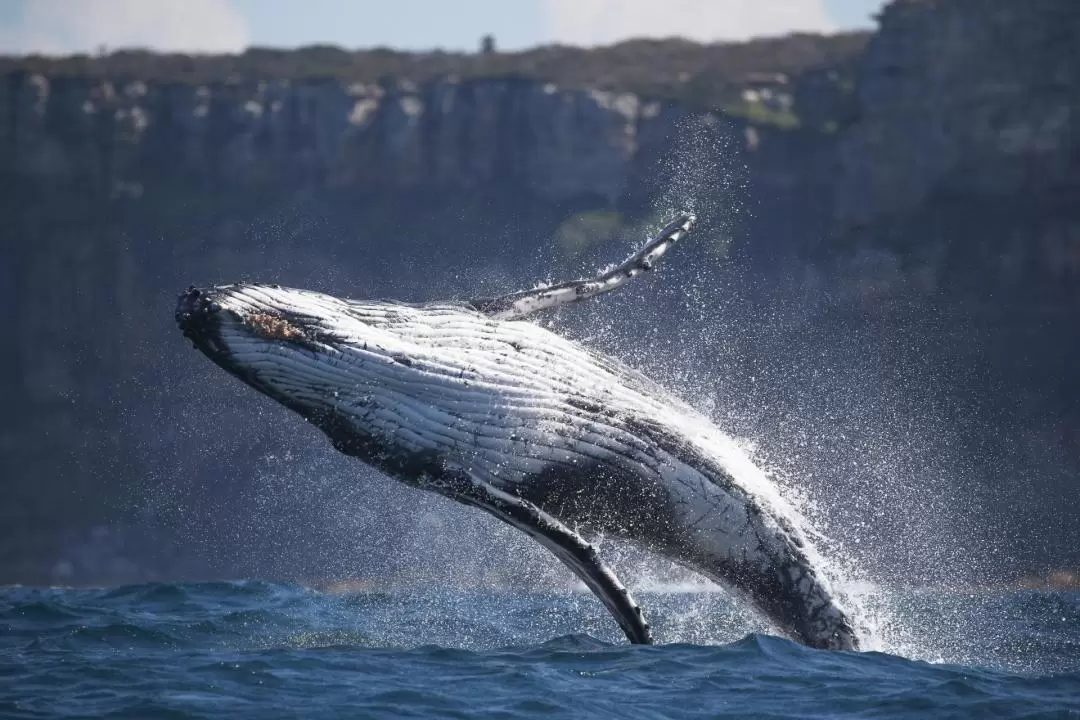 3-Hour Whale Watching Cruise on Sydney Harbour