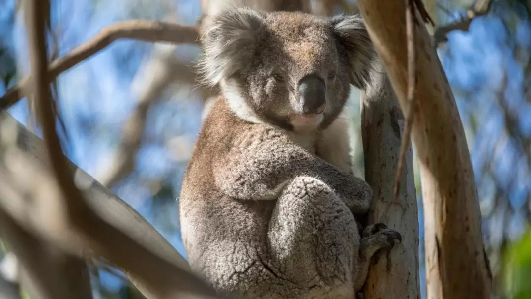 French and Phillip Island Day Tour from Melbourne