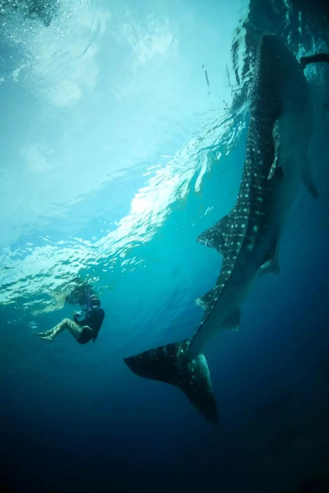 Oslob Whale Shark Snorkeling and Badian Canyoneering Adventure