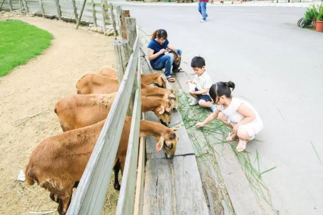 Miaoli: Flying Cow Ranch Ticket 