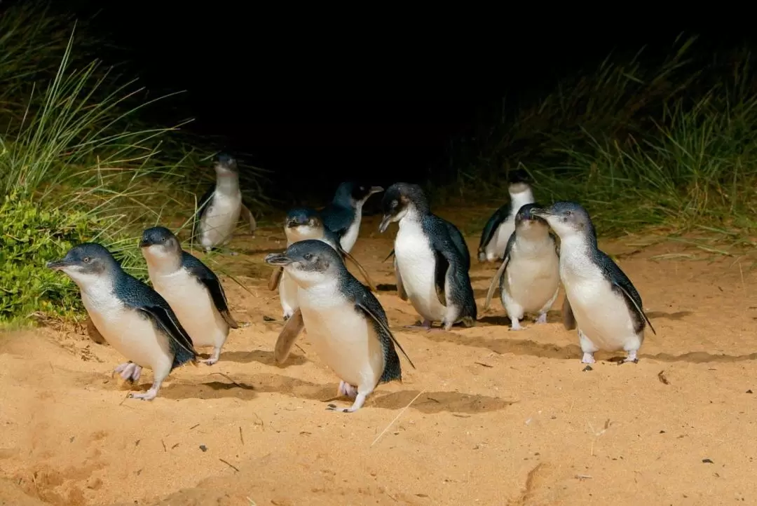 フィリップ島ペンギンエクスプレス 日帰りツアー（メルボルン発）