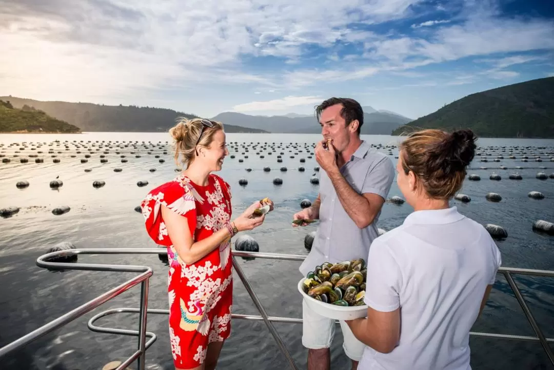 Marlborough Greenshell Mussel Cruise