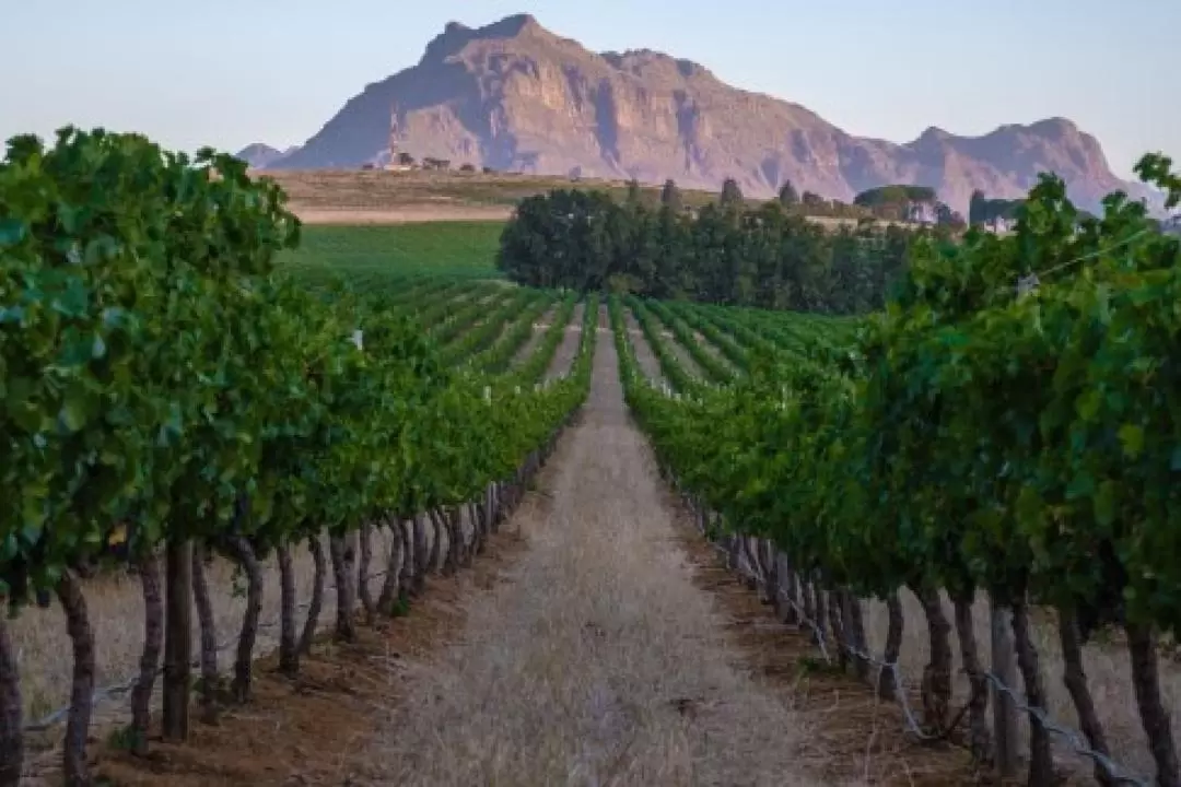 2D1N Stellenbosch Vineyards and Sea Safari Tour from Cape Town