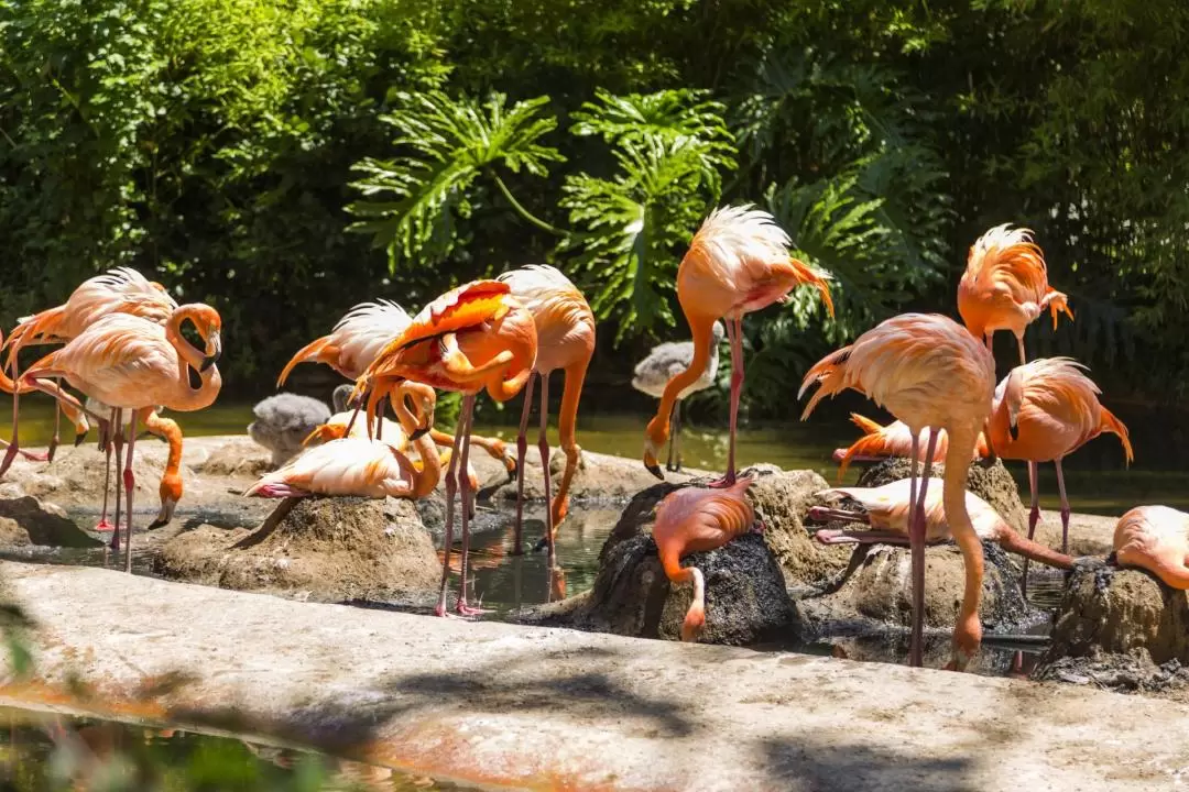 バルセロナ動物園 入園チケット