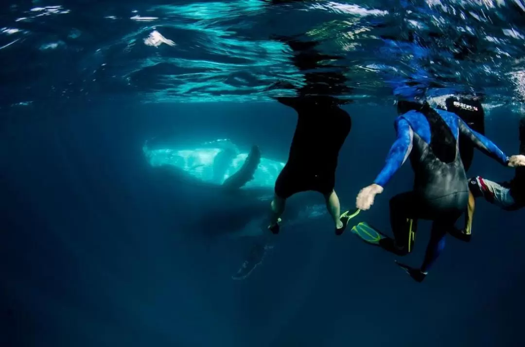 Swimming with Humpback Whales and Snorkelling in Ningaloo Reef from Exmouth