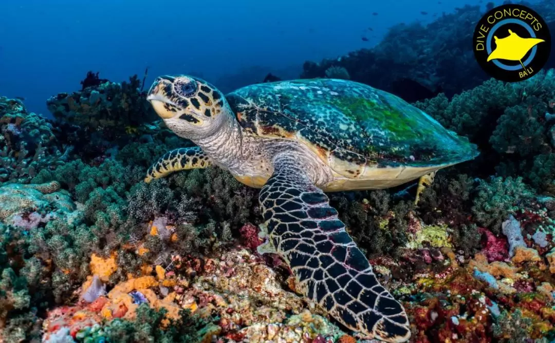 鹿島海洋公園浮潛體驗（巴厘島Dive Concepts提供）