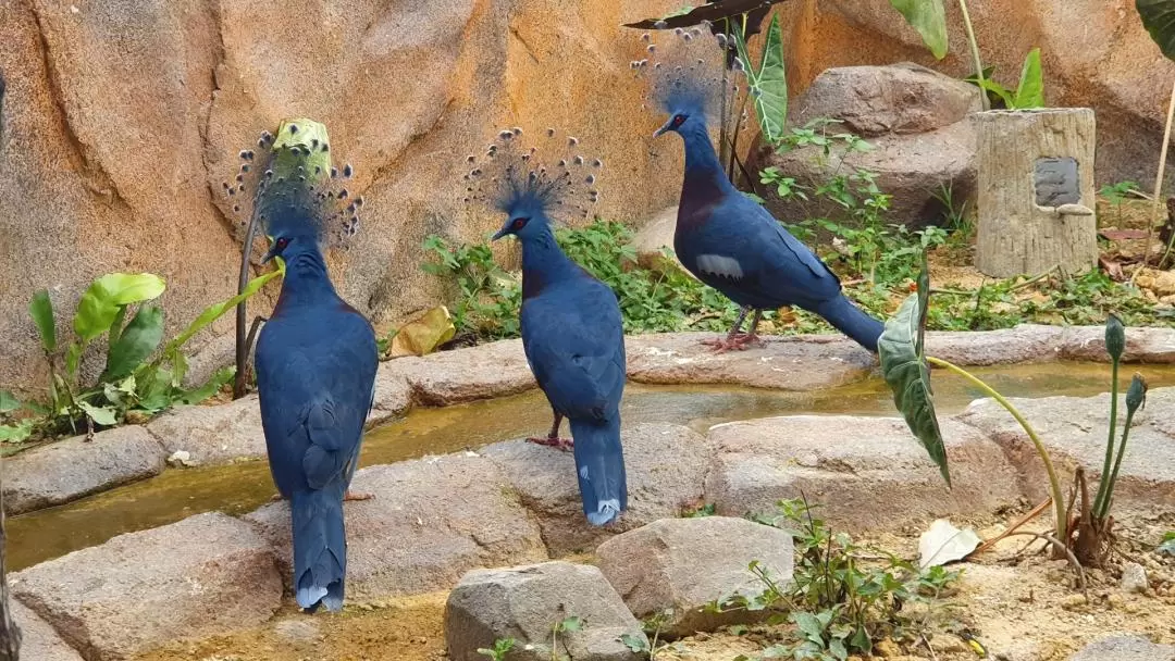 ベントンファーム 入園チケット（パハン）