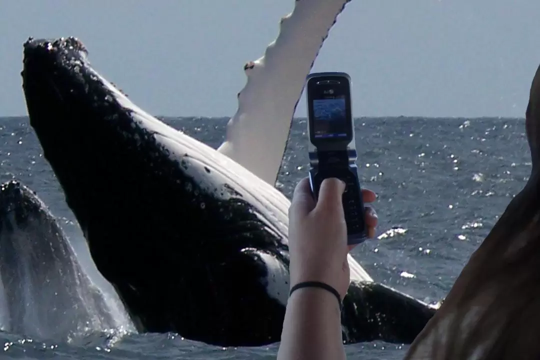 3-Hour Whale and Dolphin Watching Cruise in Port Stephens