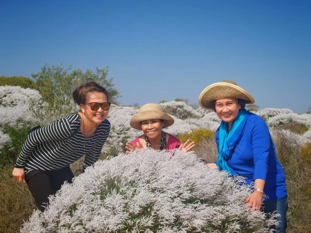 Kalbarri Wildflowers Tour