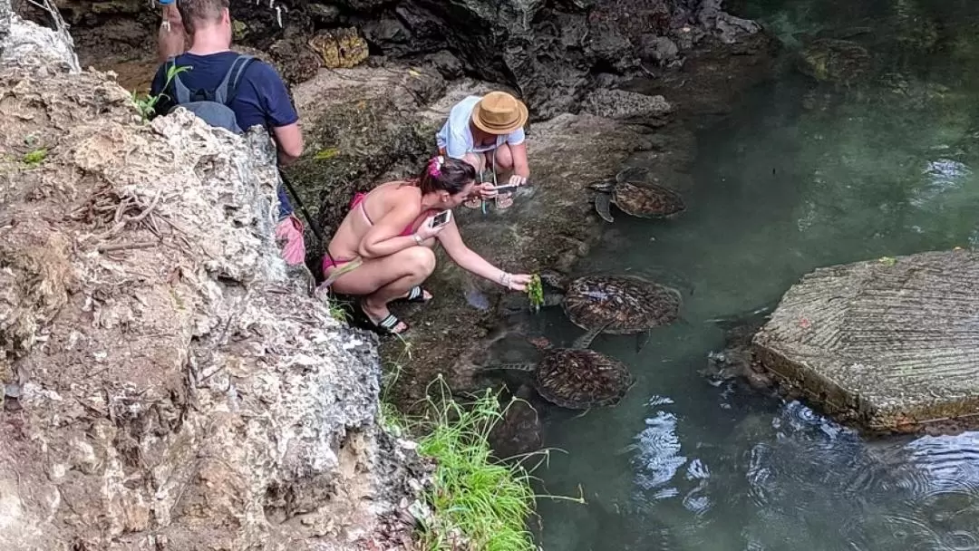 Nungwi and Turtle Sanctuary Guided Private Tour from Zanzibar