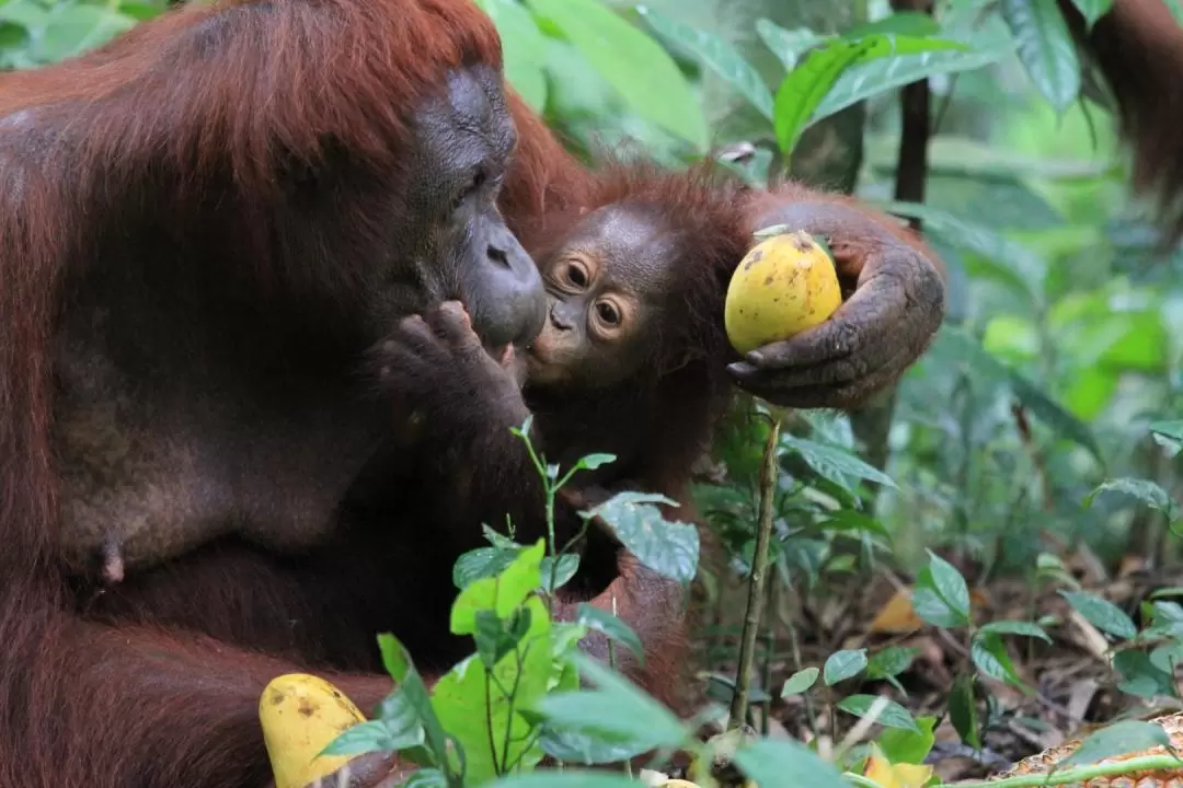 Bukit Merah Orang Utan Island Foundation Tour in Perak 