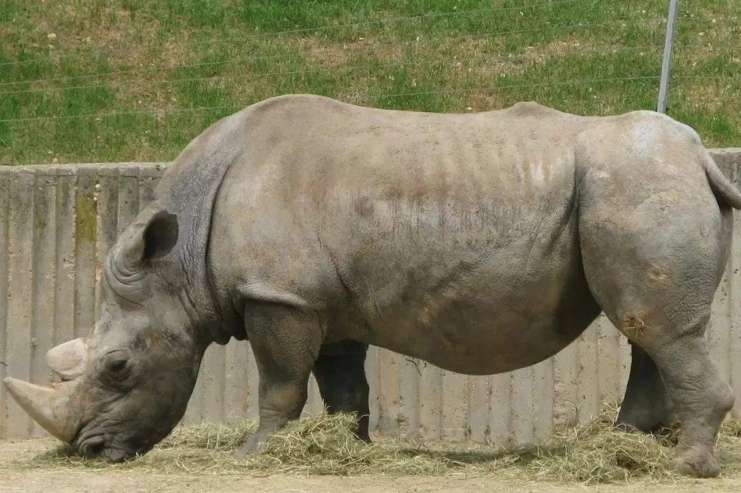 馬德里 Zoo Aquarium 動物園門票