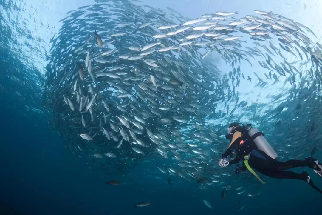 Tulamben Wreck Diving Day Trip by Bali Hai Cruise