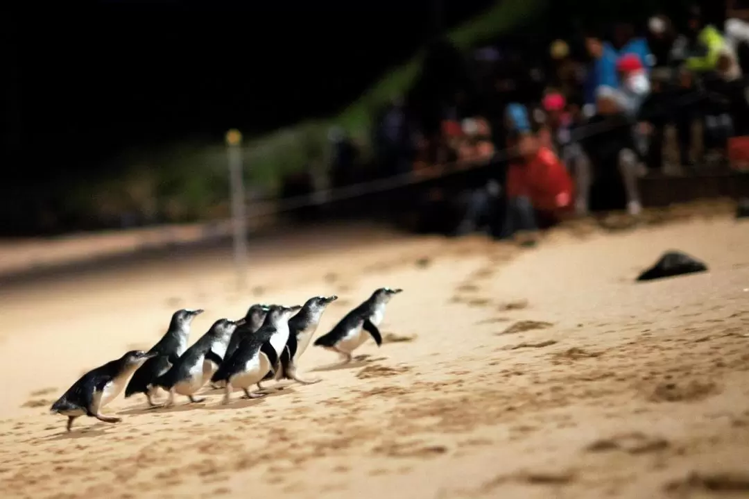 フィリップ島ペンギンエクスプレス 日帰りツアー（メルボルン発）