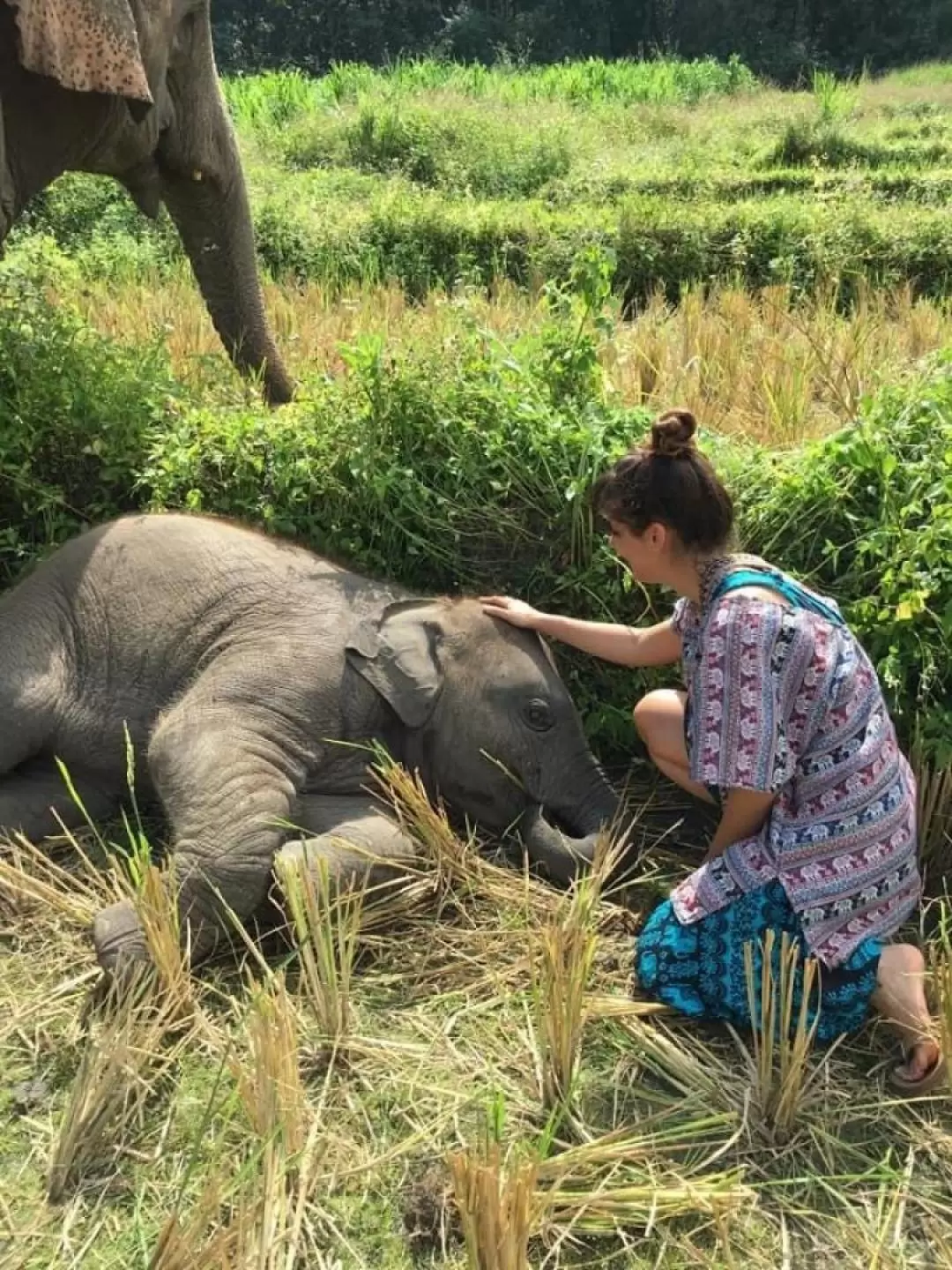 Mae Wang Po Ngurn Elephants Sanctuary Half Day Tour 