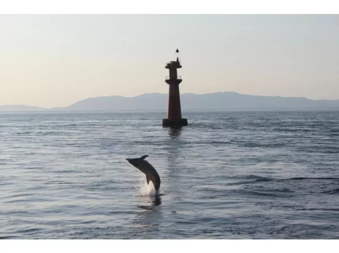 Dolphin Watching Tour in Kumamoto