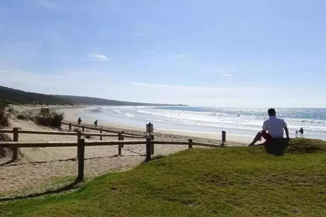 Great Ocean Road and 12 Apostles One Day Tour