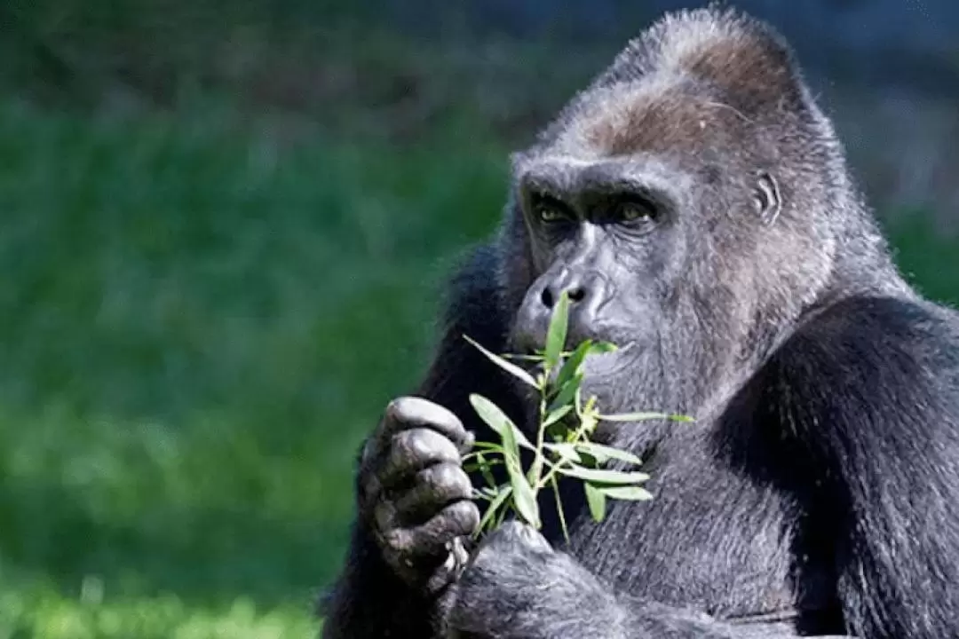 舊金山動物園門票