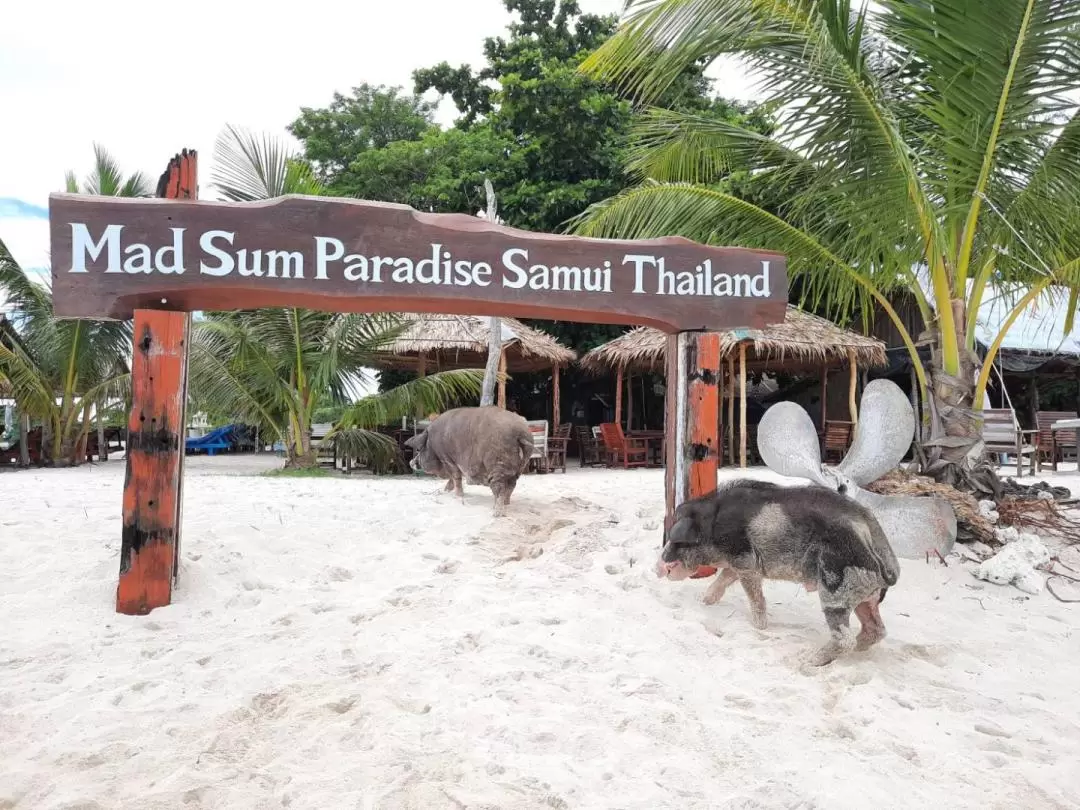 Pig Island(Koh Mudsum) and Koh Tan Half Day Snorkeling Tour