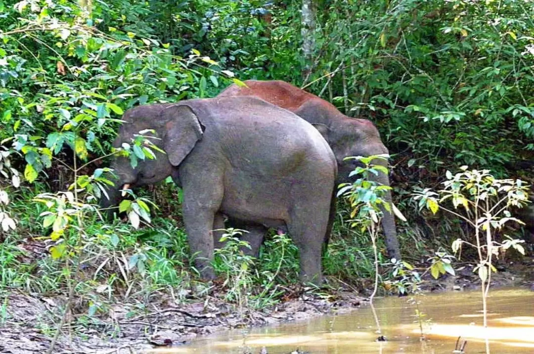 3D2N Discover Kinabatangan River with stay at Bilit Adventure Lodge in Sandakan