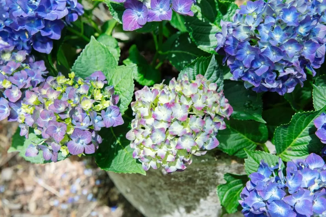 NICOLAI BERGMANN HAKONE GARDENS