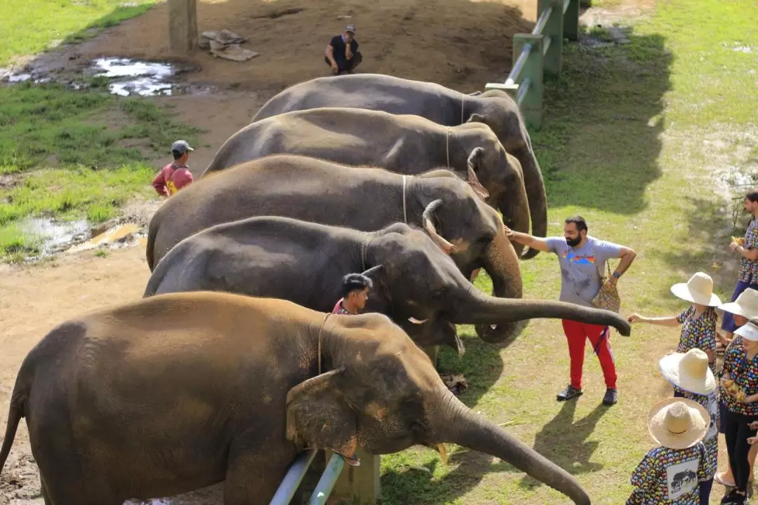 清邁大象自然保護區（Kanta Elephant Sanctuary）半日遊