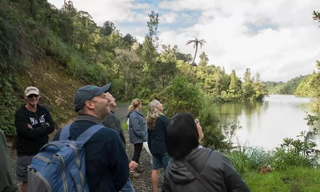 Auckland Coast and Rainforest Day Tour