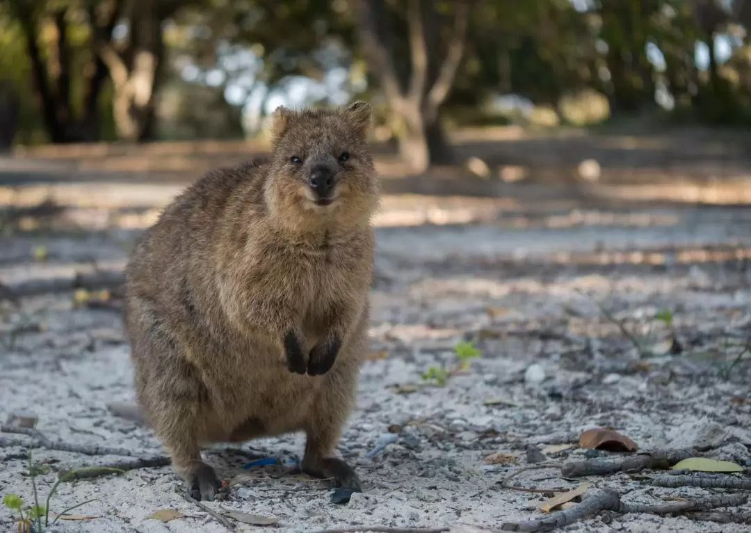 Rottnest Island Grand Island Bus & Train Tour