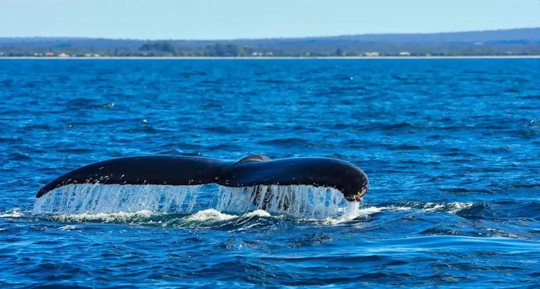 Whale Watching Cruise Margaret River,Busselton,Dunsborough