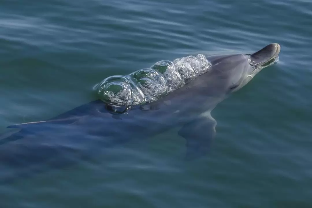 班伯利 Dolphin Discovery Centre 海豚生態巡遊