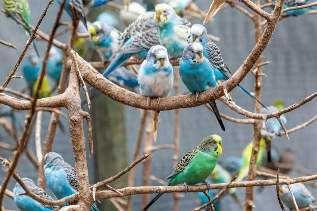 開普敦鳥類世界野生動物保護區 & 猴子樂園門票