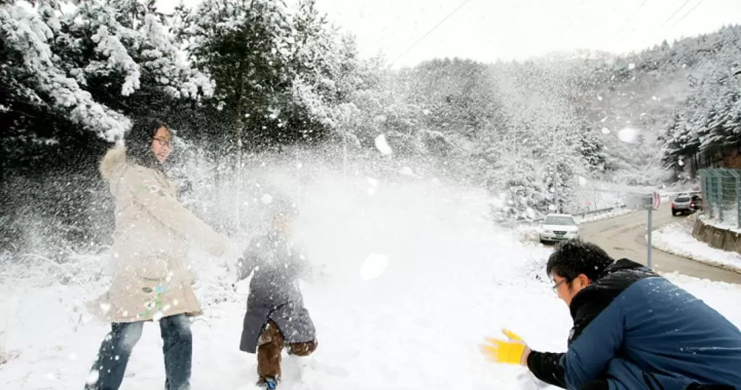 芝山森林 / 陽智松林 / 昆池巖 / 熊城滑雪場 單程&往返 & 私人包車一日遊