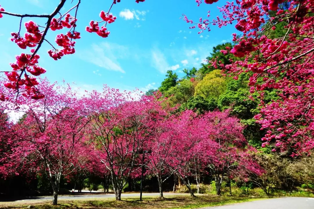 Aowanda National Forest Recreation Area Ticket: Immerse Yourself in the Beauty of Cherry Blossoms and Maple Trees while Hiking and Mountain Climbing in Nantou, Taiwan' | funBooky