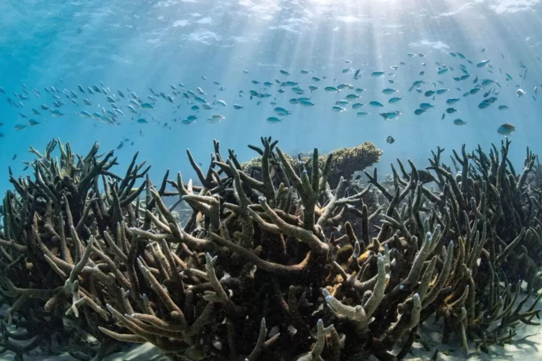 Coral Viewing Experience in Coral Bay