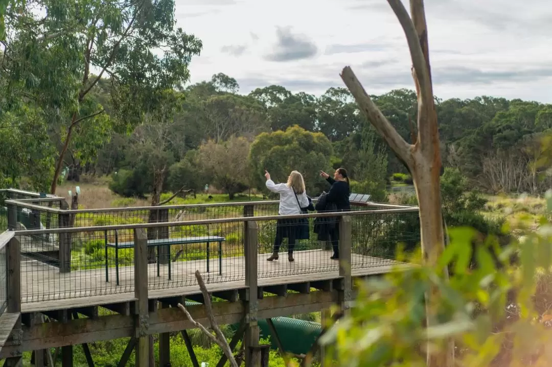 Koala Conservation Reserve Ticket in Phillip Island