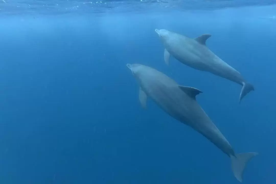 조자니 삼림 국립공원 & 돌고래 와칭 투어