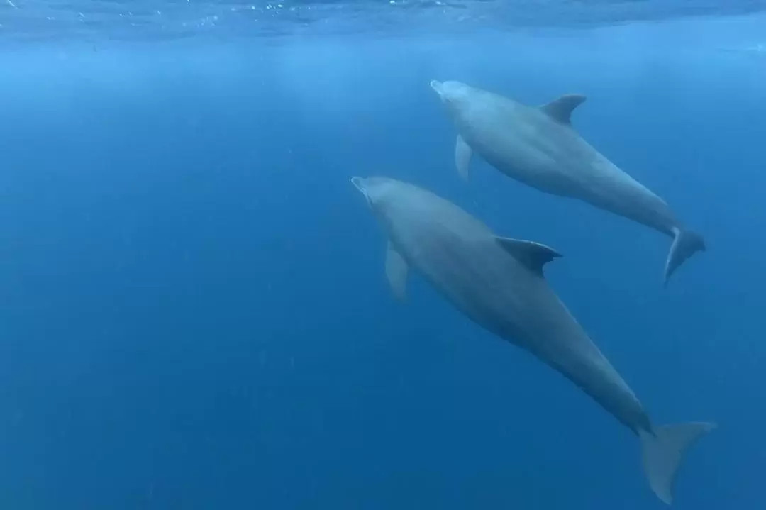 ジョザニ森林国立公園・イルカふれあいツアー（ザンジバル）