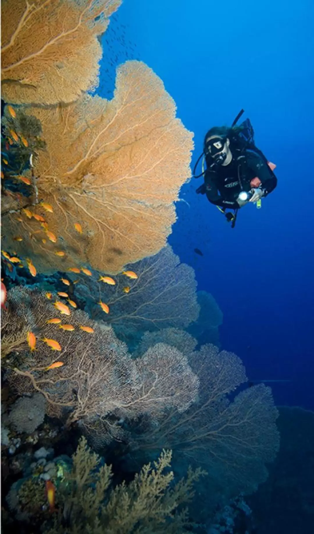 峇里島鹿島2次潛水一日遊（Bali Diving Academy 提供）