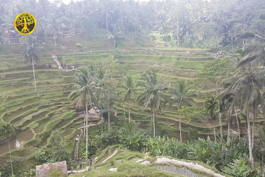 Ubud River Club, Waterfall Swing, and Tegalalang Rice Terrace Private Day Trip with Lunch